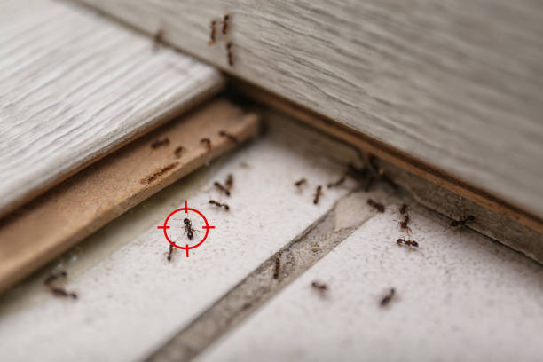 Best Affordable Pest Control Services  in Stewartville, AL