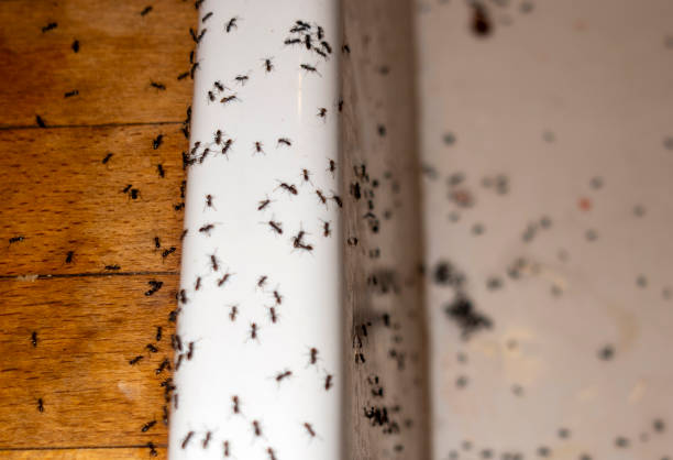 Best Wildlife Control Services  in Stewartville, AL