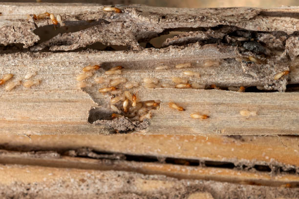 Best Termite Control Services  in Stewartville, AL